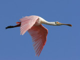 Roseate Spoonbill (Ajaia ajaja)