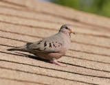 Common Ground-Dove (Columbina passerine)