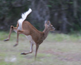 White-tailed Deer (Odocoileus virginianus)