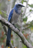 Florida Scrub-Jay (Aphelocoma coerulescens)