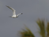 Forster´s Tern (Sterna forsteri)