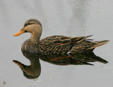 Mottled Duck  (Anas fulvigula)