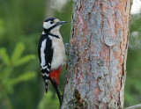 Great Spotted Woodpecker (Dendrocopus major)