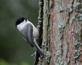 Willow Tit (Parus montanus)