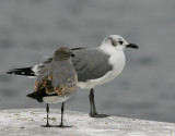 Laughing Gulls (Larus atricilla)