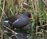 Moorhen (Gallinula chloropus)