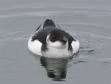 Little Auk (Alle alle)