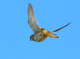 Kestrel (Falco tinnunculus)