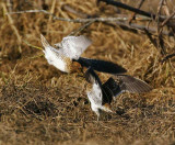 Common Snipe (Gallinago gallinago)