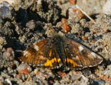 Brun flickfjril (Archiearis parthenias)