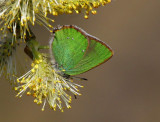 Grnsnabbvinge (Callophrys rubi)
