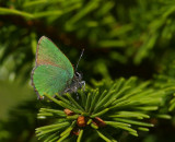 Grönsnabbvinge (Callophrys rubi)