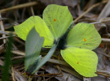 Citronfjril (Gonepteryx rahmni)