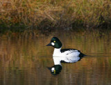 Common Goldeneye (Bucephala clangula)