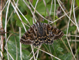 Vitbrokigt slåtterfly (Callistege mi)