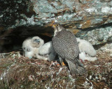 Gyr Falcon (Falco rusticolus)