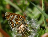 ngsntfjril (Melitaea cinxia)