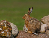 Brown Hare (Lepus europeaus)