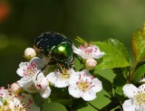 Olivgrön guldbagge (Cetonia cuprea)
