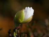 Hjortronblomma (Rubus chamaemorus)