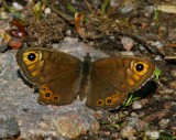 Berggräsfjäril, hona (Lasiommata petropolitana)