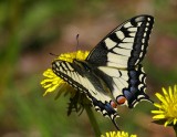 Makaonfjäril (Papilio machaon)
