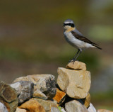 Northern Wheatear (Oenanthe Oenanthe)