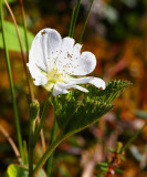 Hjortronblomma (Rubus chamaemorus)