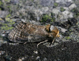 Vanlig träfjäril (Cossus cossus)