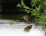 Black-crowned Night Heron (Nycticorax nycticorax)