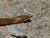 Common European Adder (Vipera berus)