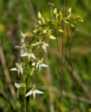 Nattviol (Platanthera bifolia)