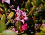 Krypljung (Loiseleuria procumbens)