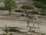 Wild Forest Reindeer (Rangifer tarandus fennicus)