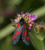 Bredbrmad bastardsvrmare (Zygaena lonicerae)