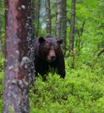 Brown Bear (Ursus arctos)