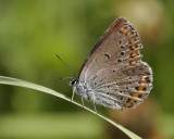 Kronrtsblvinge (Plebejus argyrognomon)