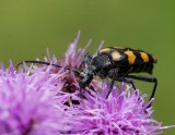 Fyrbandad blombock (Leptura quadrifasciata)