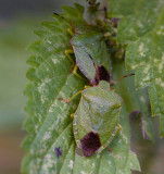 Grön bärfis (Palomena prasina)