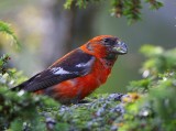 Two-barred Crossbill (Loxia leucoptera)