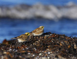 Shore Lark (Eremophila alpestris)