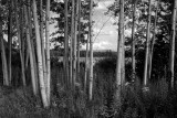  Roadside View, Adirondacks