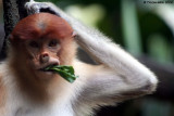 Proboscis Monkey 2
