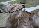 Hungry Deer, Nara