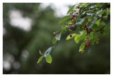 Helios 40 2 @ open aperture
