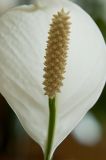 flower_2.jpg