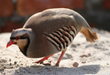 Chukar (Alectoris chukar)