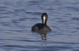 Coot (Fulica atra)