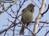 Corn Bunting (Emberiza Calandra)