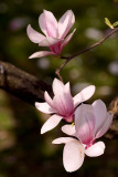 Magnolia_01